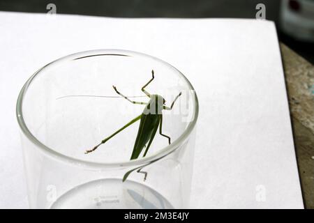 Grand sauterelle à tête de conée (Ruspolia nitidula) dans un récipient en verre : (pix Sanjiv Shukla) Banque D'Images