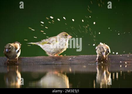 Bij Groenling drinkplaats ; European Greenfinch au site potable Banque D'Images