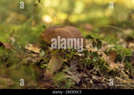 Gros plan de merveilleux boletus edulis blanc champignon cep croissant dans le champ de forêt de parc parmi l'herbe verte, les feuilles mortes sèches, les plantes le jour ensoleillé. Sélectionnez Banque D'Images