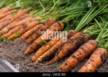 Gros plan d'une rangée de carottes mûres non lavées couchées sur terre fraîchement creusées du lit de jardin dans le potager. Récolte, automne, agriculture, légumes, Banque D'Images