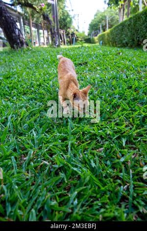 Le chaton maigre brun joue sur fond d'herbe Banque D'Images