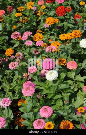 Bordure d'été avec Zinnias (Zinnia elegans) Banque D'Images