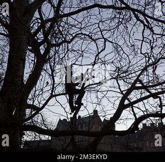 West Edinburgh, Écosse, Royaume-Uni.15th décembre 2022. Princes Street Gardens West, homme avec tronçonneuse élagage des branches d'arbre en silhouette et château derrière Temperature aujourd'hui -2 degrés centigrade avec neige prévu dans les premières heures de demain. Credit: ArchWhite/alamy Live news. Banque D'Images