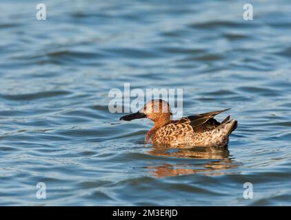 Dans Kaneeltaling najaarskleed ; Sarcelle cannelle (Anas cyanoptera) piscine en plumage d'automne Banque D'Images