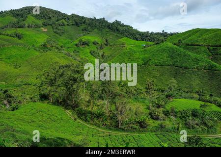 Plantation de thé à Tanah Rata, Cameron Highlands à Pahang, Malaisie. Banque D'Images