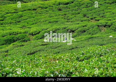 Tanah Rata, Malaisie - novembre 2022 : les travailleurs ramassant du thé dans une plantation de thé dans les Highlands de Cameron, sur 15 novembre 2022, à Pahang, en Malaisie. Banque D'Images