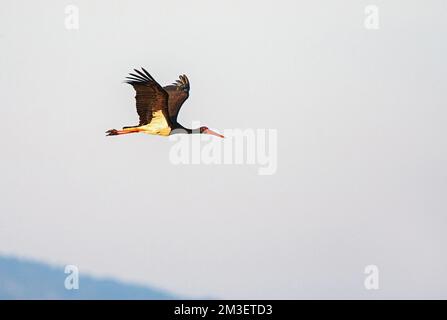 Deux cigognes noires (Ciconia nigra) en vol très tôt la lumière du matin sur l'île grecque de Lesbos. Banque D'Images