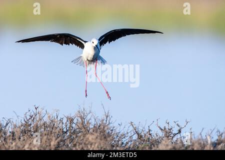 Black-winged Stilt (Himantopus himantopus) l'atterrissage dans la Skala Kalloni Salt Pans, sur l'île de Lesbos, Grèce Banque D'Images