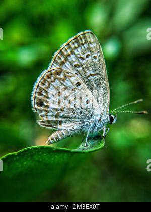 Un gros plan d'un bleu de bâton de l'est (Pseudophilotes vicrama) sur une feuille verte Banque D'Images