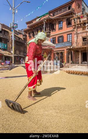 Femme séchant du riz sur la place de la poterie de Bhaktapur, au Népal Banque D'Images