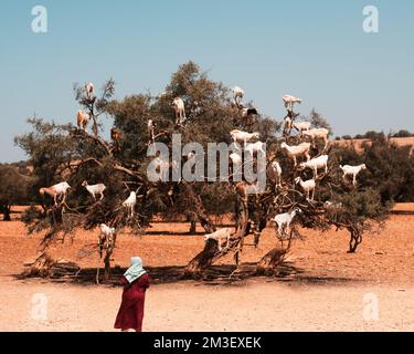 Une photo pittoresque de chèvres blanches sur un argan et une femelle regardant la vue au Maroc Banque D'Images