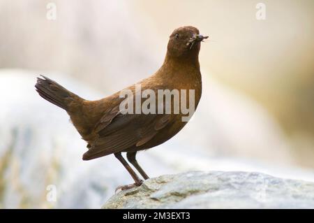 Zwarte Waterspreeuw, Brown Dipper, Cinclus pallasii Banque D'Images