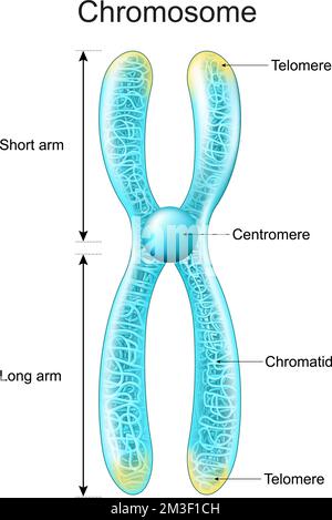 Structure du chromosome. Matériel génétique qui s'est emballé dans une chromatide, un centromère, des bras courts et longs. métaphase. Chromosome transparent avec la gluwin Illustration de Vecteur