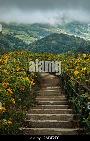 Paysage de l'arbre Marigold, tournesol mexicain) champs sur la montagne, Khun yuam, Mae Hong son, Thaïlande. Banque D'Images