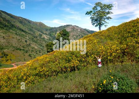 Chu Dang Ya commune, Chu PAH district, province de Gia Lai, Vietnam - 7 novembre 2022 : Une touriste féminine sur la route parmi les tournesols sauvages qui fleurissent Banque D'Images