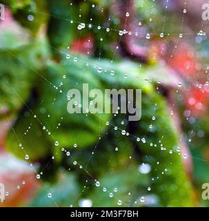 Rosée du matin. Banque D'Images