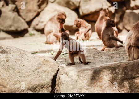un groupe de singes s'assoient sur un rocher et mangent des légumes dans leur habitat naturel. Animaux sauvages. Banque D'Images