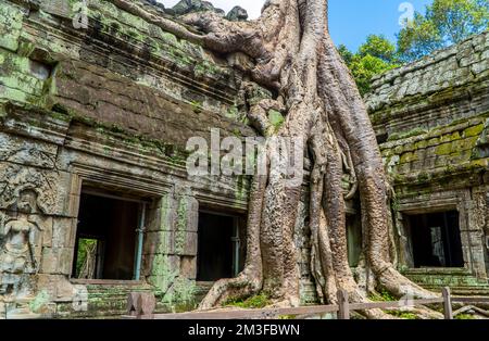 Les anciennes ruines khmères du temple de Ta Prohm à Angkor Wat, Cambodge. Banque D'Images