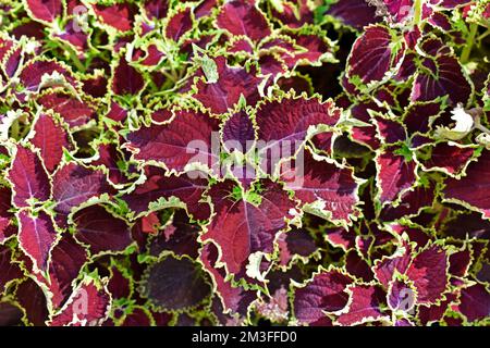 Ortie peinte ou ortie flamme (Coleus blumei) Banque D'Images