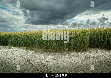 Ciel nuageux sur un champ de blé poussant sur sol sec, vue rurale d'été Banque D'Images