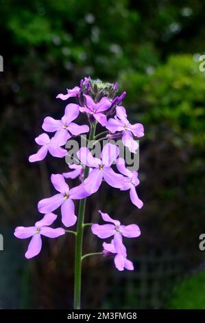 Lilic/Mauve/Purple Hesperis Matronalis (Violet de Dame) fleurs cultivées à la frontière dans un jardin de campagne anglais, Lancashire, Angleterre, Royaume-Uni. Banque D'Images