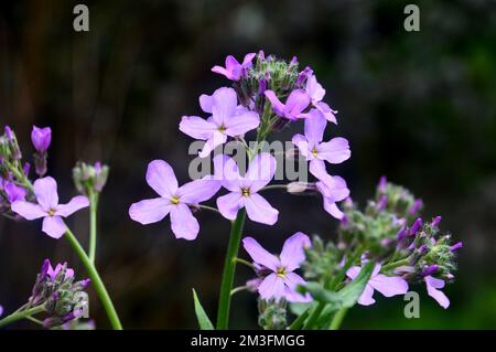 Lilic/Mauve/Purple Hesperis Matronalis (Violet de Dame) fleurs cultivées à la frontière dans un jardin de campagne anglais, Lancashire, Angleterre, Royaume-Uni. Banque D'Images