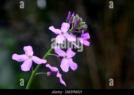 Lilic/Mauve/Purple Hesperis Matronalis (Violet de Dame) fleurs cultivées à la frontière dans un jardin de campagne anglais, Lancashire, Angleterre, Royaume-Uni. Banque D'Images