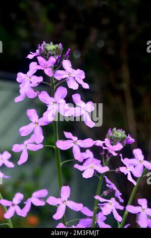 Lilic/Mauve/Purple Hesperis Matronalis (Violet de Dame) fleurs cultivées à la frontière dans un jardin de campagne anglais, Lancashire, Angleterre, Royaume-Uni. Banque D'Images