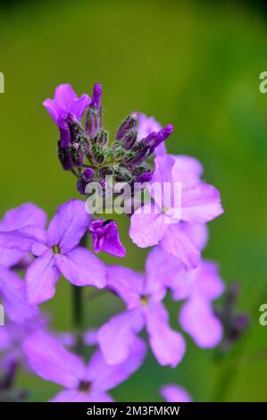 Lilic/Mauve/Purple Hesperis Matronalis (Violet de Dame) fleurs cultivées à la frontière dans un jardin de campagne anglais, Lancashire, Angleterre, Royaume-Uni. Banque D'Images