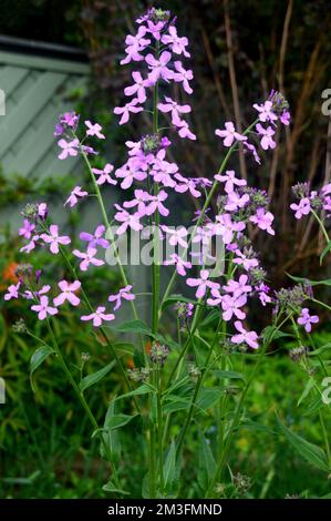 Lilic/Mauve/Purple Hesperis Matronalis (Violet de Dame) fleurs cultivées à la frontière dans un jardin de campagne anglais, Lancashire, Angleterre, Royaume-Uni. Banque D'Images