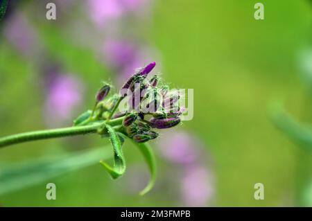 Lilic/Mauve/Purple Hesperis Matronalis (Violet de Dame) fleurs cultivées à la frontière dans un jardin de campagne anglais, Lancashire, Angleterre, Royaume-Uni. Banque D'Images