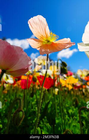 Photo verticale sélective du pavot d'islande dans un beau jardin de fleurs colorées Banque D'Images