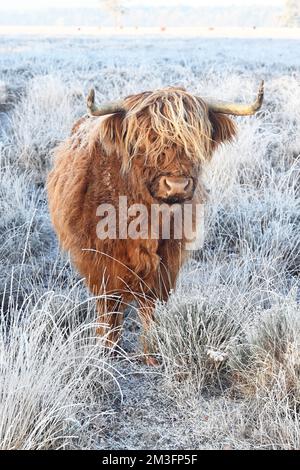 Vache Highland Banque D'Images