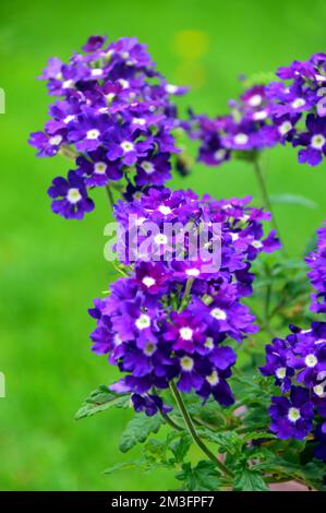 Petites fleurs « Purple Eye » de Verbena Samira, violettes et blanches, cultivées à la frontière dans un jardin de campagne anglais, Lancashire, Angleterre, Royaume-Uni. Banque D'Images