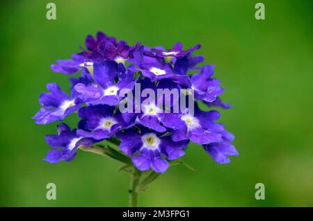 Petites fleurs « Purple Eye » de Verbena Samira, violettes et blanches, cultivées à la frontière dans un jardin de campagne anglais, Lancashire, Angleterre, Royaume-Uni. Banque D'Images