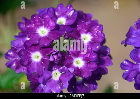 Petites fleurs « Purple Eye » de Verbena Samira, violettes et blanches, cultivées à la frontière dans un jardin de campagne anglais, Lancashire, Angleterre, Royaume-Uni. Banque D'Images