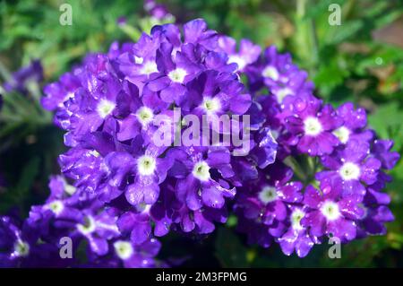 Petites fleurs « Purple Eye » de Verbena Samira, violettes et blanches, cultivées à la frontière dans un jardin de campagne anglais, Lancashire, Angleterre, Royaume-Uni. Banque D'Images