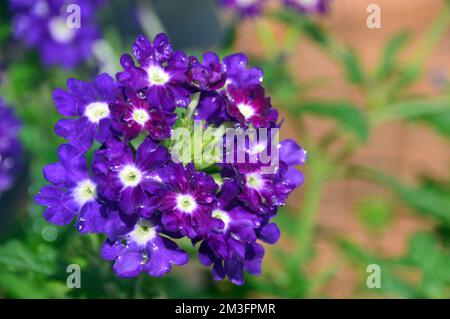 Petites fleurs « Purple Eye » de Verbena Samira, violettes et blanches, cultivées à la frontière dans un jardin de campagne anglais, Lancashire, Angleterre, Royaume-Uni. Banque D'Images