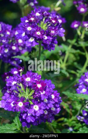 Petites fleurs « Purple Eye » de Verbena Samira, violettes et blanches, cultivées à la frontière dans un jardin de campagne anglais, Lancashire, Angleterre, Royaume-Uni. Banque D'Images