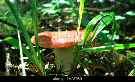 Gros plan d'un gros champignon dans l'herbe sous les chutes de pluie. Créatif. Les champignons poussent après la pluie dans l'herbe Banque D'Images