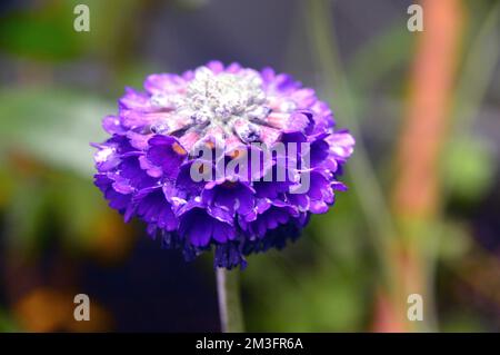 Single Blue/Violet Primula Capitata 'Novera Deep Blue' (Himalayan Primrose) Flower cultivé dans un jardin anglais de pays, Lancashire, Angleterre, Royaume-Uni. Banque D'Images