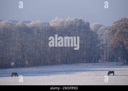 PRODUCTION - 15 décembre 2022, Saxe-Anhalt, Lüderitz: Deux chevaux sont debout sur un pâturage wintry. Il reste froid en Saxe-Anhalt. On ne s'attend pas à ce que le gel soit plus épais avant la semaine prochaine. Photo: Klaus-Dietmar Gabbert/dpa Banque D'Images