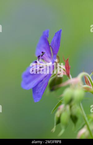 Prairie Crane's-bill (Geranium pratense) en fleur dans les collines Polden, Somerset, Angleterre. Banque D'Images