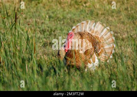 Une Turquie sur un pré Banque D'Images