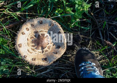 Grands champignons dans les bois à la fin de l'automne Banque D'Images