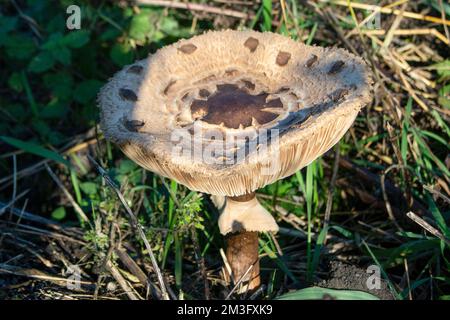 Grands champignons dans les bois à la fin de l'automne Banque D'Images