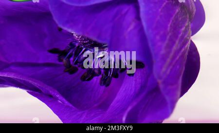 Gros plan d'un bourgeon de fleur de lilas brillant inhabituel dans de l'eau transparente et calme. Films. Concept de l'art floristique Banque D'Images
