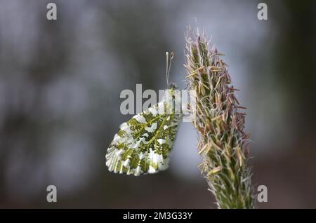 Gros plan, pointe orange (Anthocharis cardamines), plante, un papillon aurora repose sur une tige de plante Banque D'Images