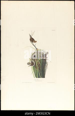 Marsh wren : Homme, 1. F, 2 ET 3. Nid, 4. Troglodytes palustris , oiseaux, nids, Wrens. The Birds of America- tiré des dessins originaux de John James Audubon Banque D'Images