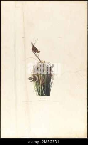 Marais wren : Troglodytes palustris, CH. Bonap. Homme, 1 ans Femme, 2, 3. Nid, 4. c.1 c. Planche 100 , oiseaux, nids, Wrens. The Birds of America- tiré des dessins originaux de John James Audubon Banque D'Images